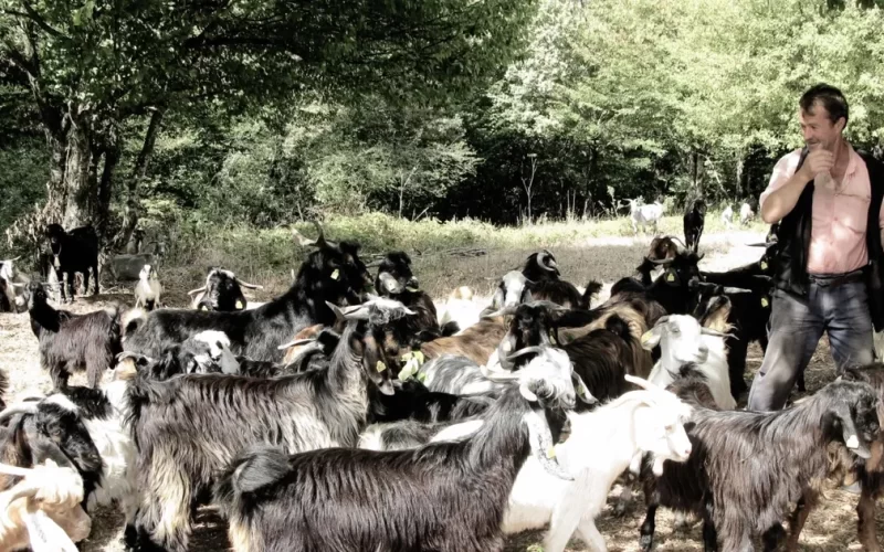 Bursa’da keçi çobanının zorlu yolculuğu
